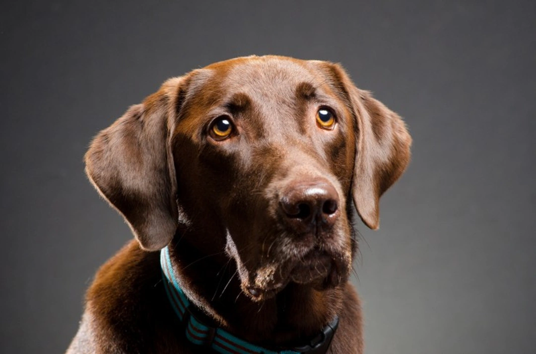 PRA-Cord 1 Testing: Early Detection of Blindness in Dogs