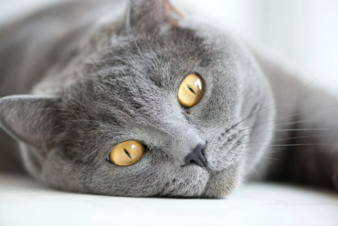 Feline Conjunctivitis: Causes, Symptoms & Treatment Guide