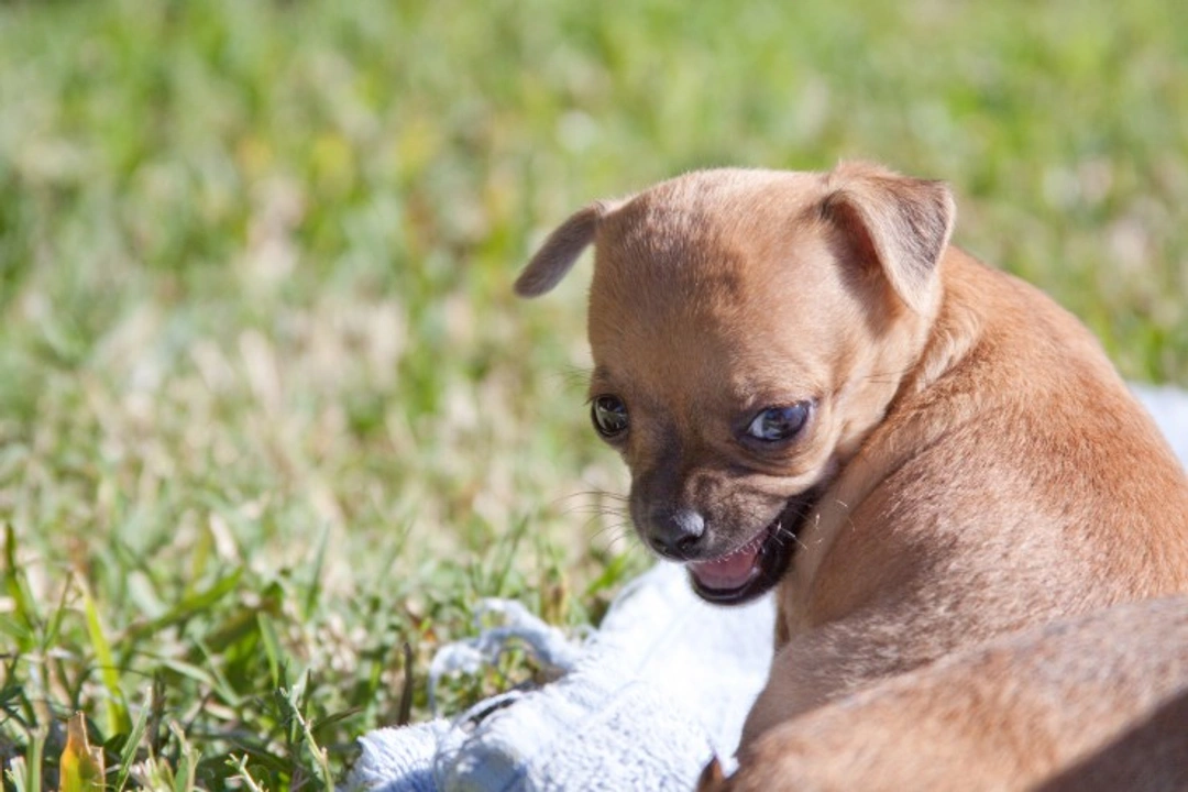 Are Chihuahuas Aggressive? Understanding Their Temperament