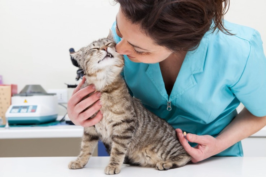 Vaccinations for Life: Are They Worth It for Pets?
