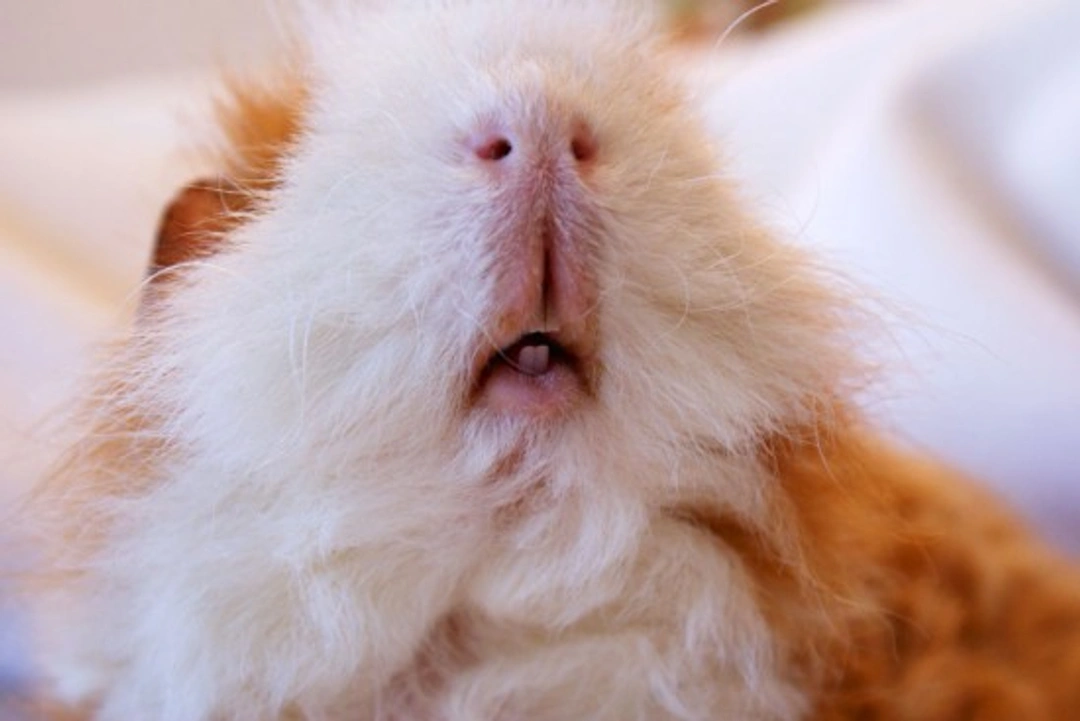 Guinea Pig Teeth: Signs, Problems & Care Guide