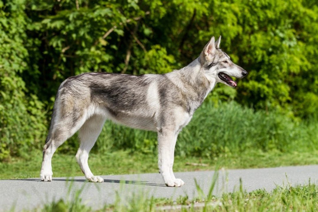 Northern Inuit Dog: UK’s Distinctive Hybrid Breed Guide
