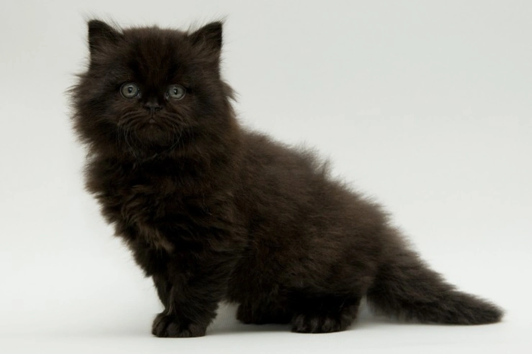 Cats and Superstition: 25 Fascinating Folk Tales