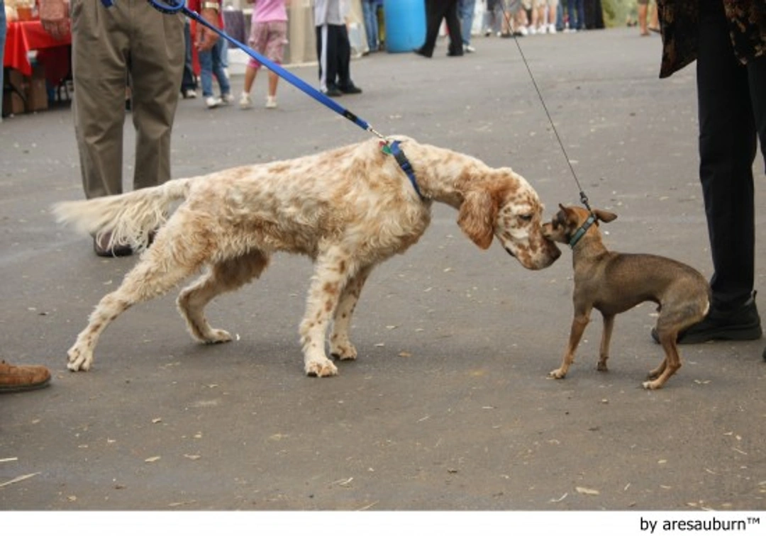 La castración... ¿Cuándo?