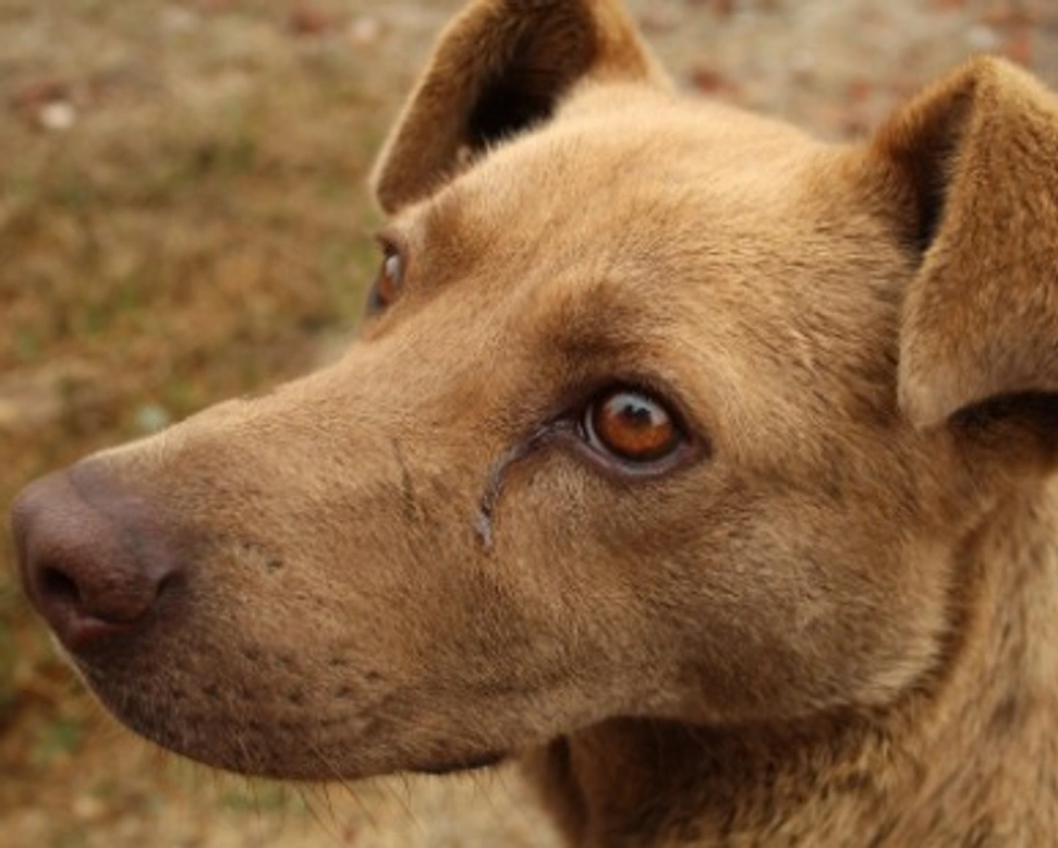 Associazione Animali: Una Zampa nella Mano