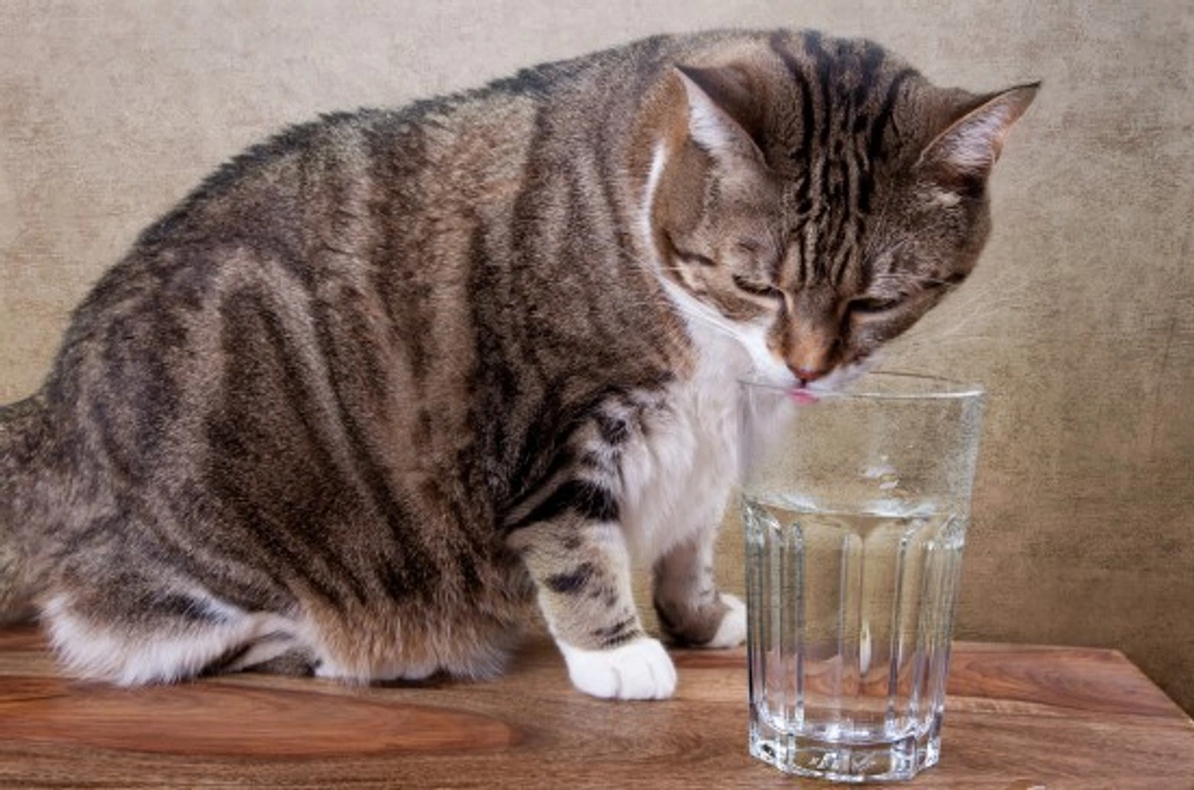 Why is My Dog or Cat Drinking More Water?