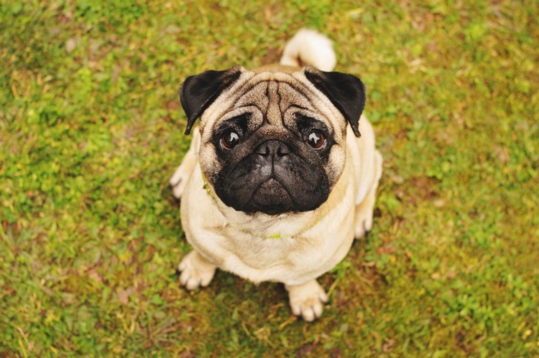 May-Hegglin Anomaly DNA Testing for Pugs: UK Guide 2025