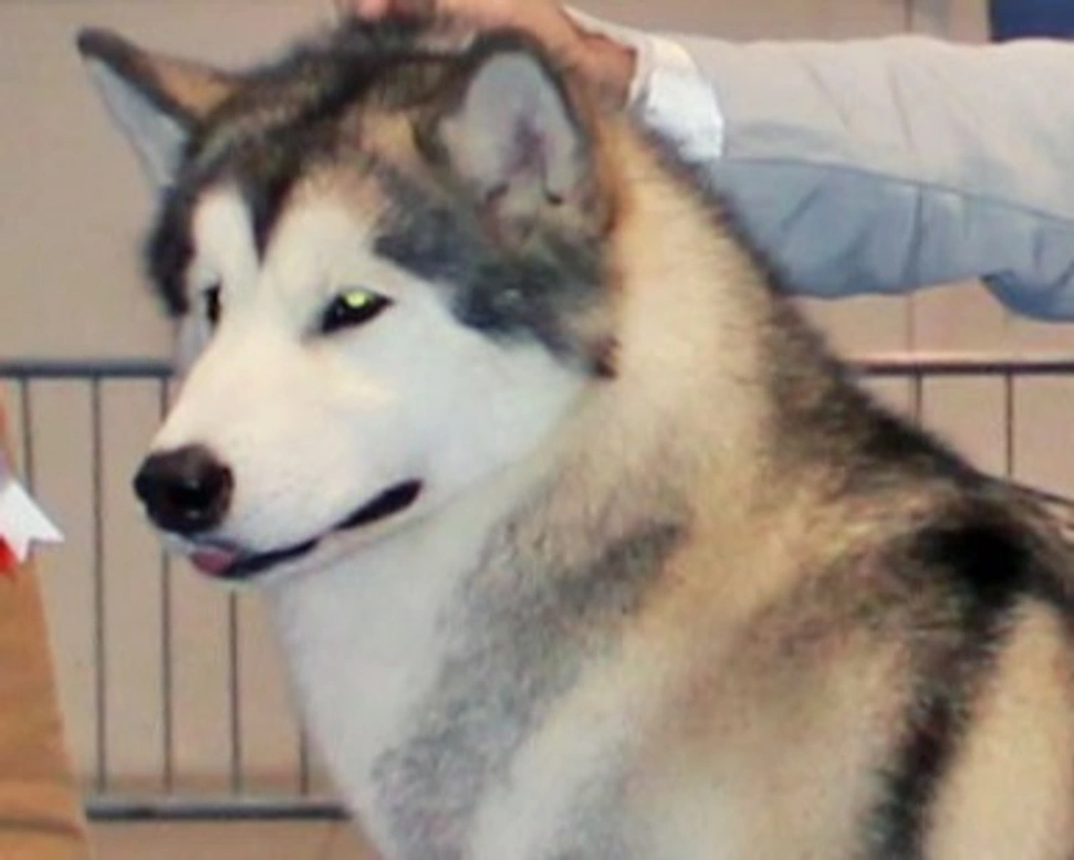 La storia dell'Alaskan Malamute, razza nordica per eccellenza