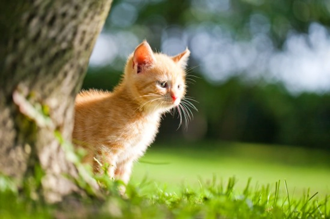 How Cat Ownership in America Differs from the UK Today
