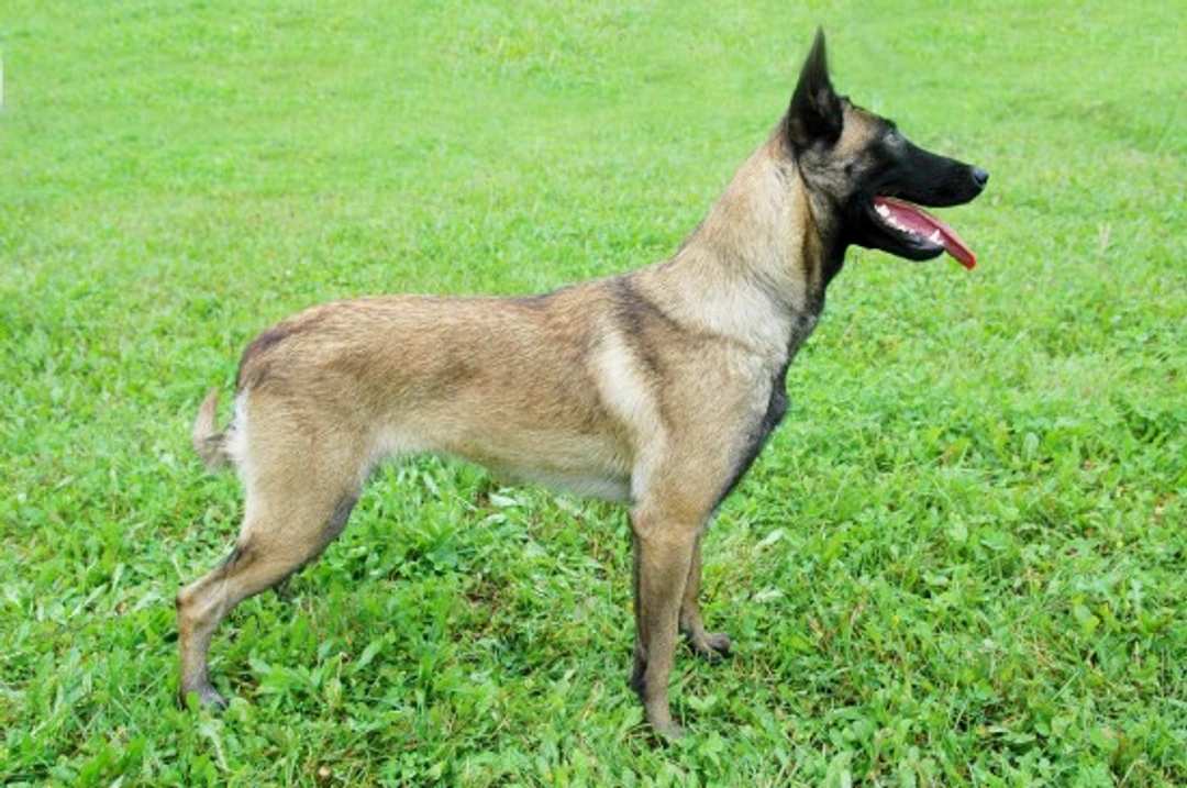 Belgian Malinois longevity, health & hereditary conditions