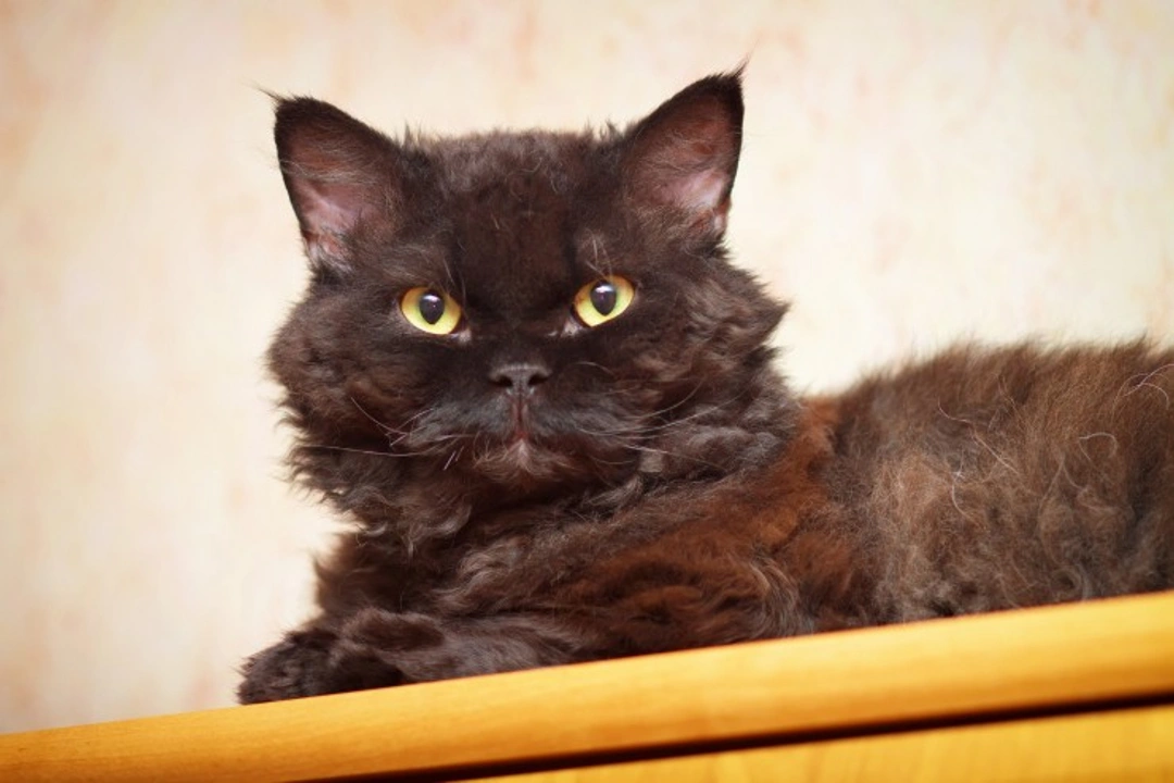 Owning a Selkirk Rex Cat: Unique Care & Loving Personality