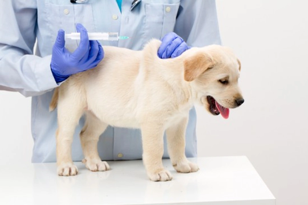 Het belang van vaccineren voor uw hond: Bescherm gezondheid & geluk