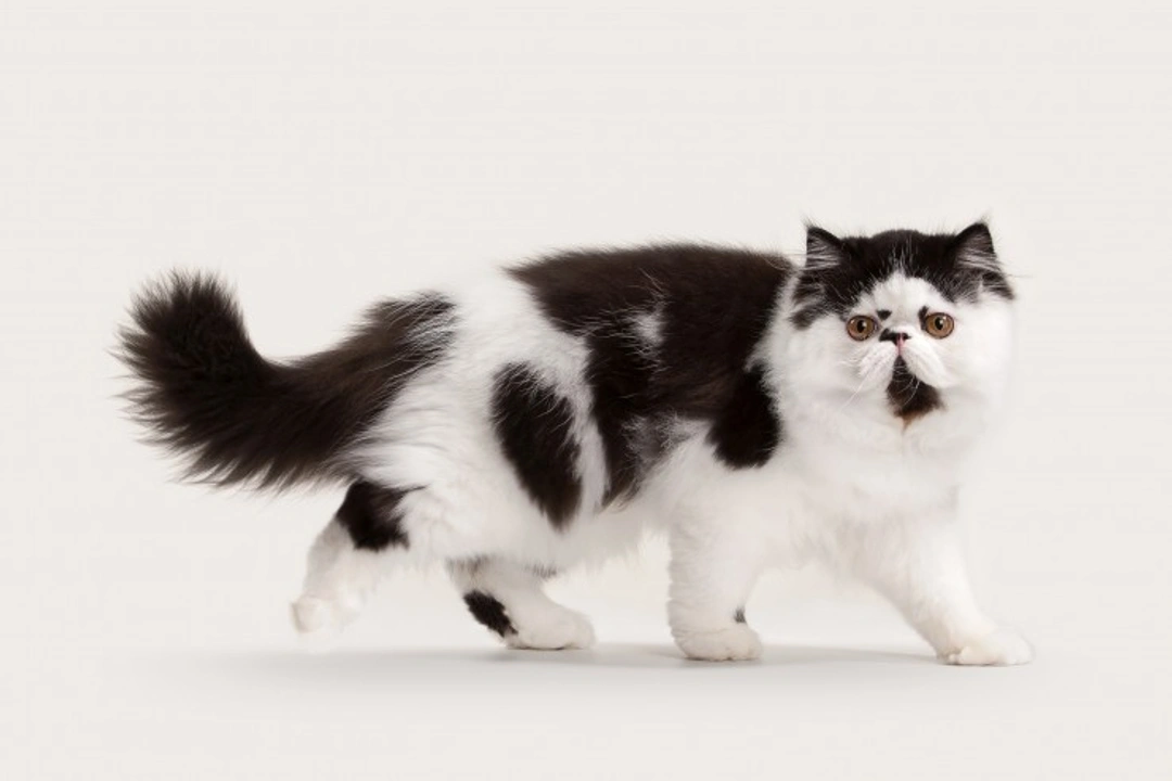 The History of the Persian Cat: Origins and Development