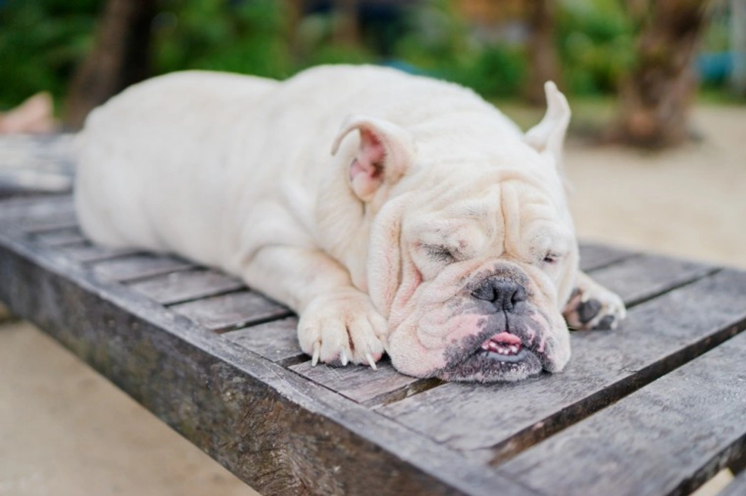 5 Essential Summer Care Tips for English Bulldogs