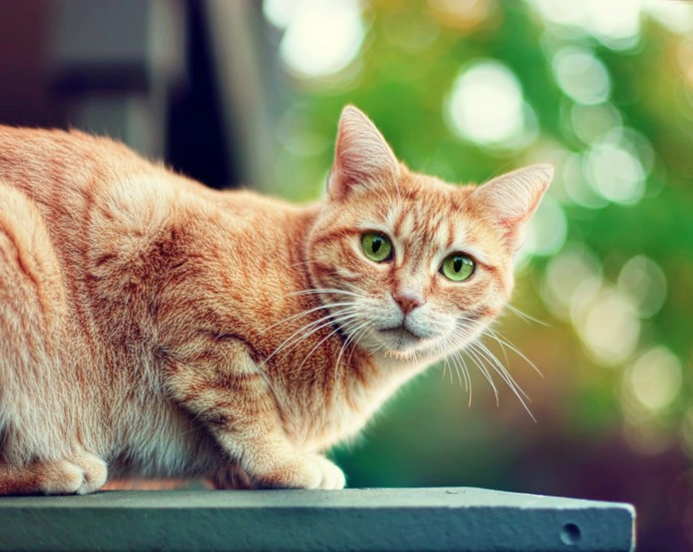 What UK pet owners need to know about the Croydon Cat Killer