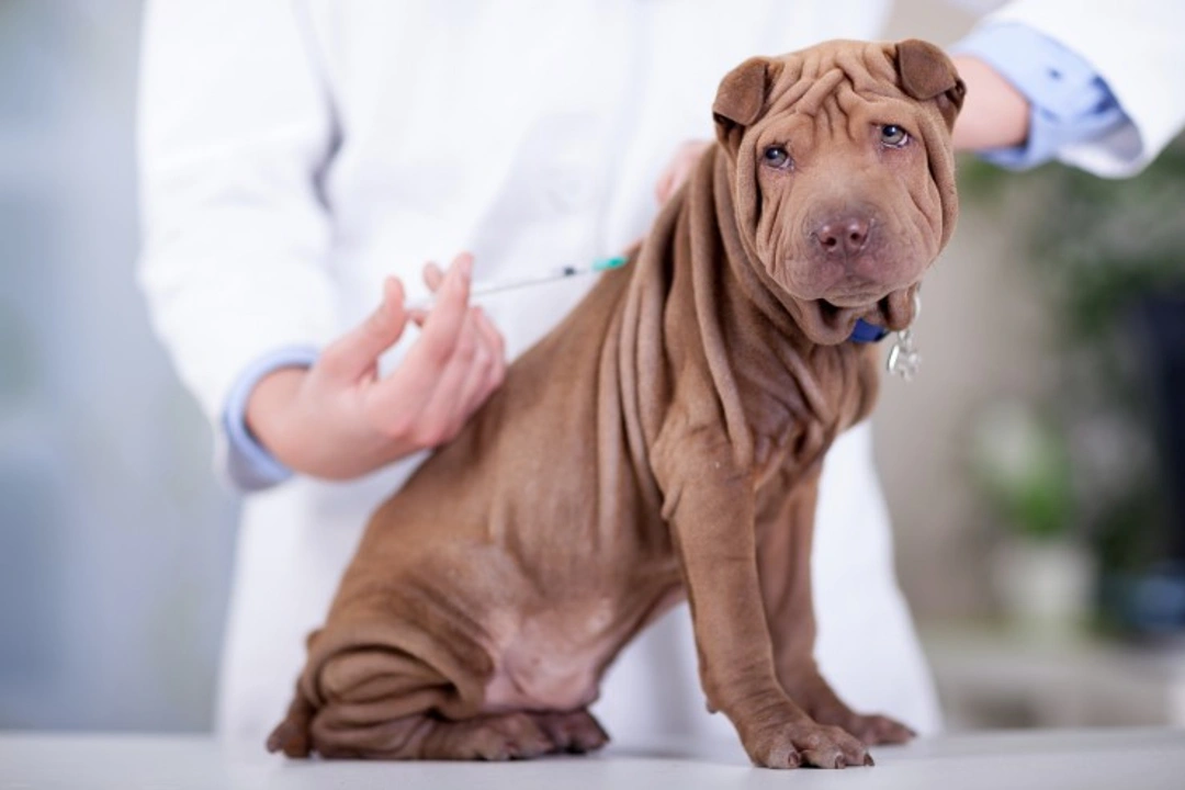Five common vaccination questions from UK dog owners