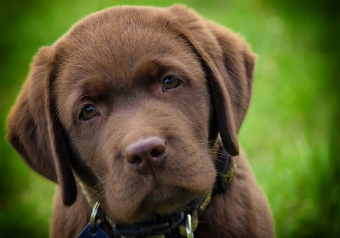How to Manage Eye Scratches in Puppies Safely