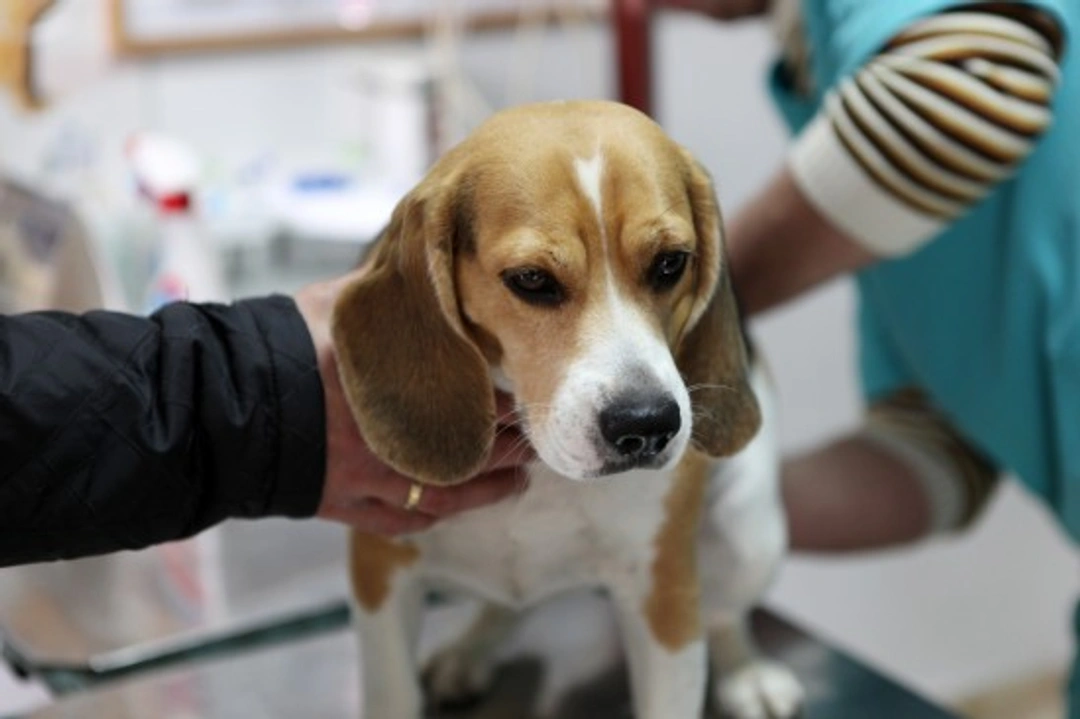 Mantén a tu perro tranquilo en el veterinario: consejos clave