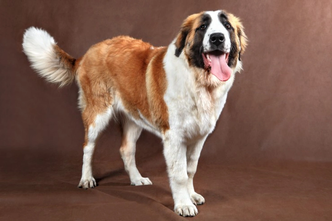 Digestive Health in Larger Dog Breeds: Risks and Care