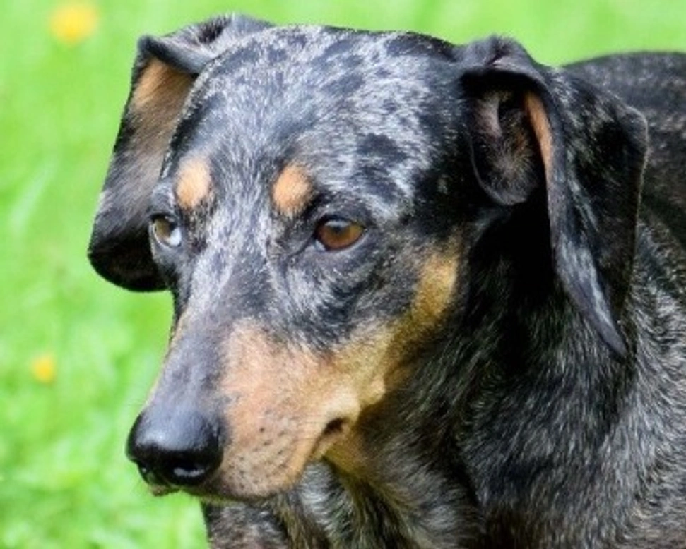 Bassotto Merle: prezzo e particolarità del colore del mantello