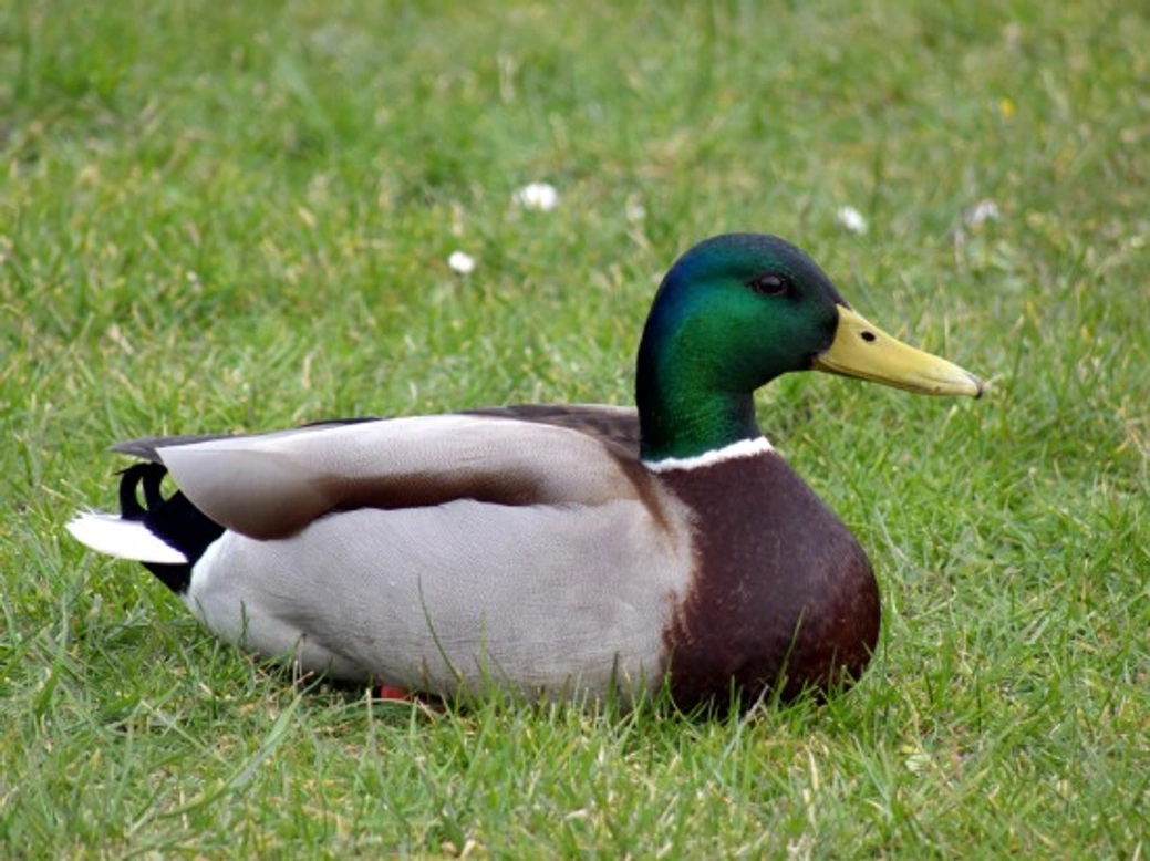 How to Care for Bantam Ducks During Winter Months