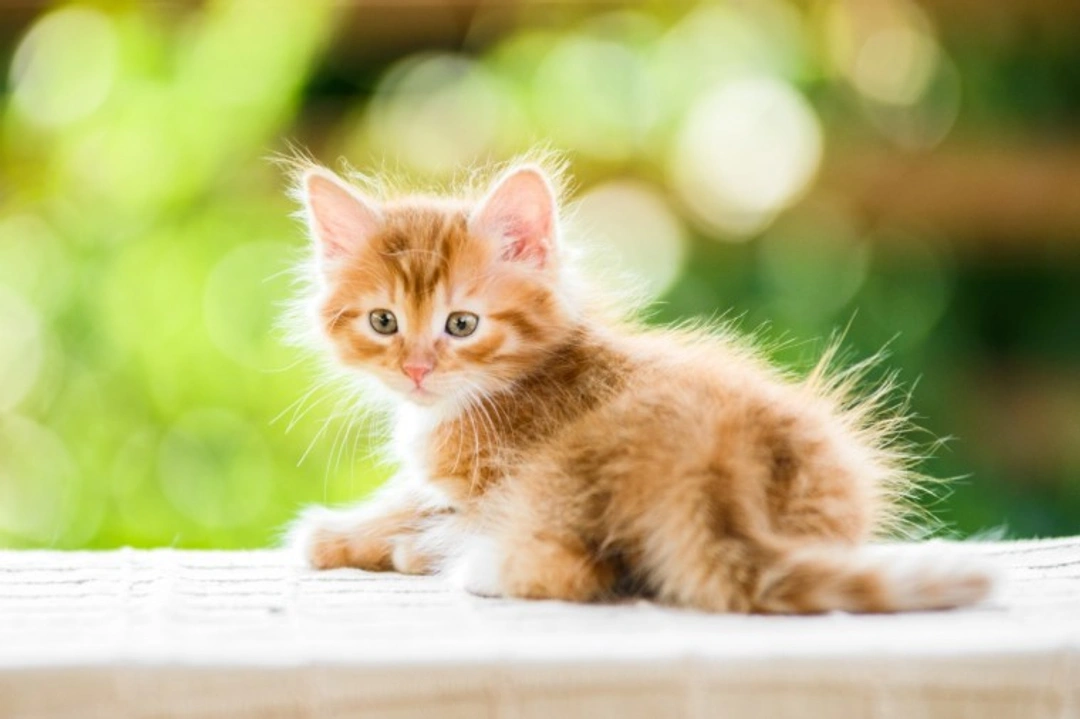 Por qué los gatos necesitan antibióticos: usos y cuidado responsable