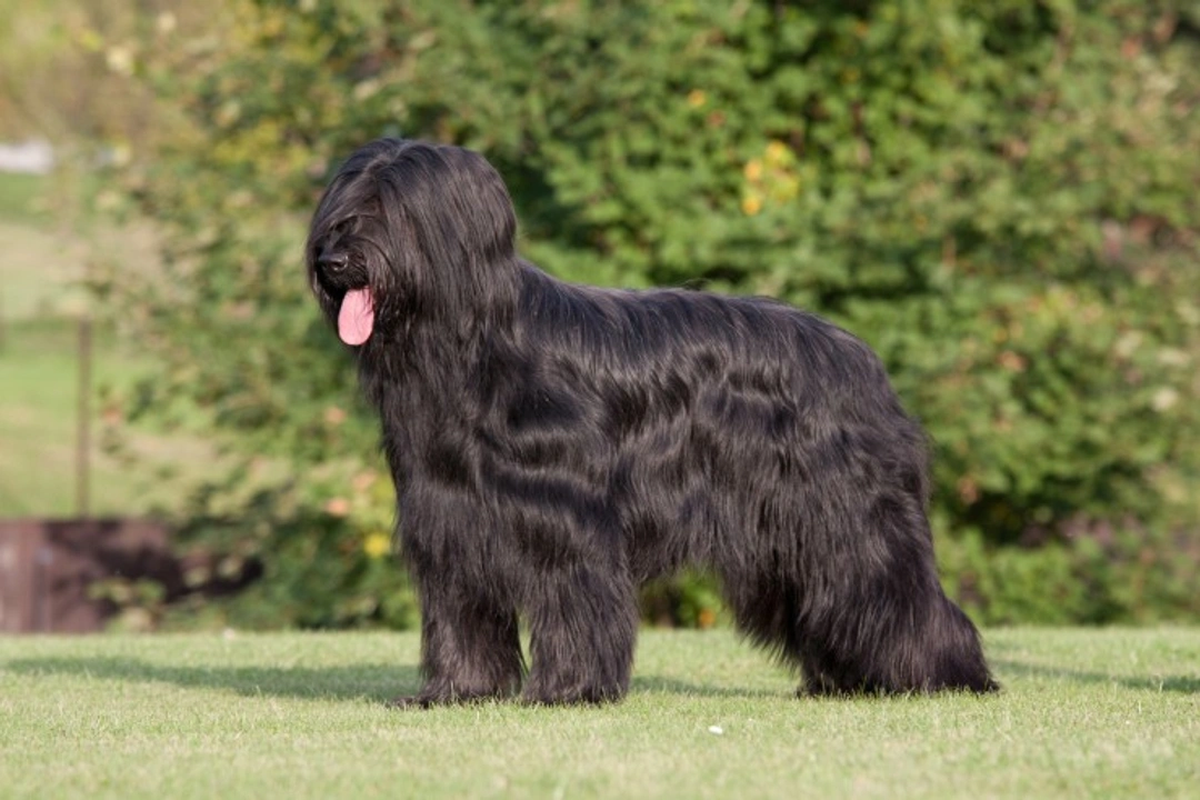 Congenital Stationary Night Blindness in Briard Dogs: Causes & Testing