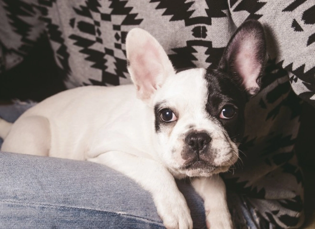 7 Dog Breeds Perfect for Apartment Living