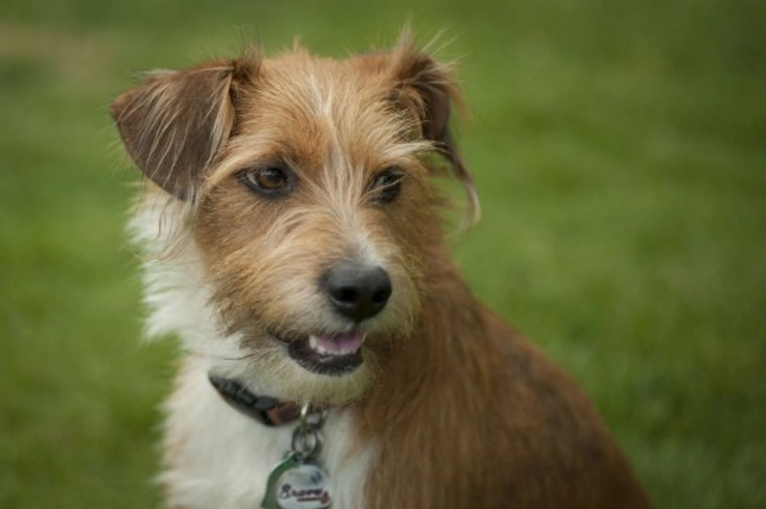 10 Top Reasons for Adopting a Dog in 2025