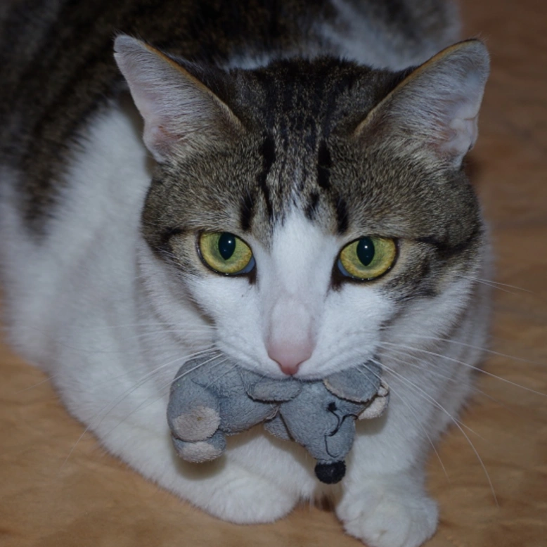 ¿Por qué los gatos traen animales muertos a casa?