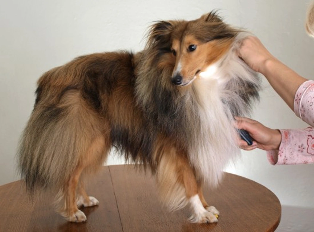 Why It's Important to Groom a Dog and Check for Parasites