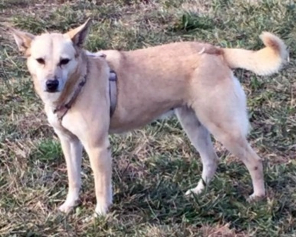 Adozioni cani: Ultima, timida e tranquilla, cerca casa