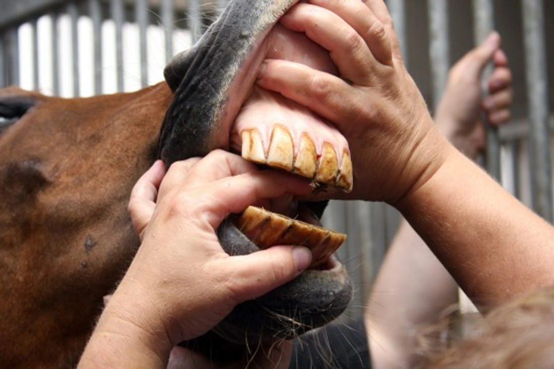 The Equine Dentist: Why Your Horse Needs Regular Dental Care
