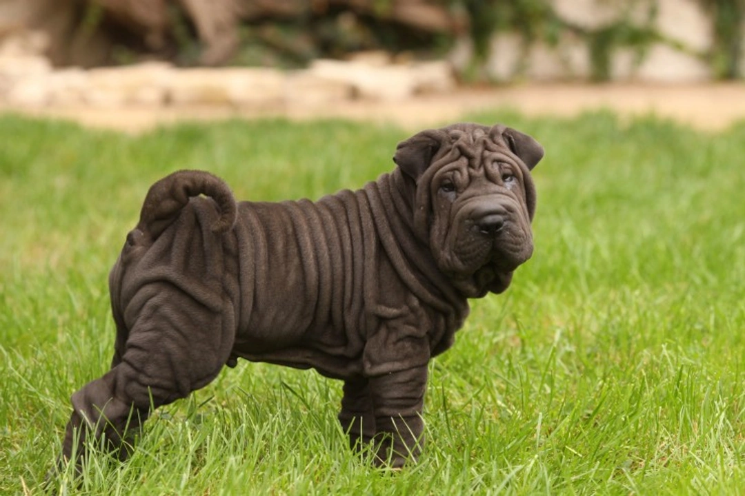 5 Fascinating Facts About Dog Breeds with Loose Skin