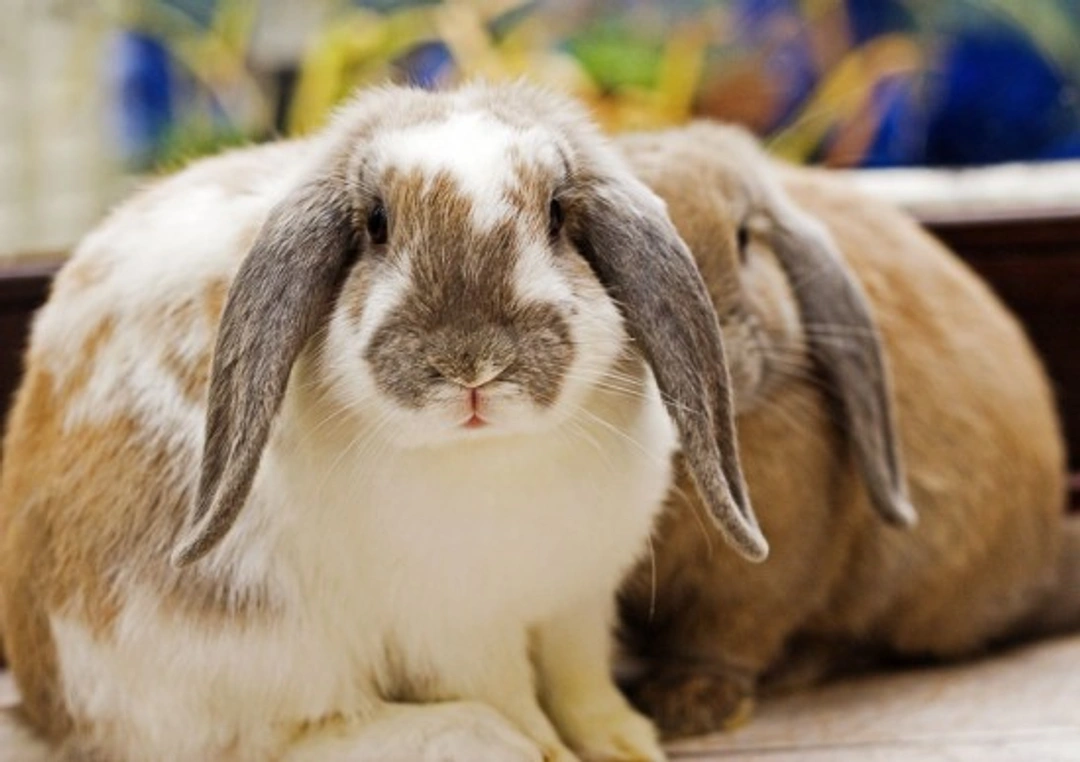 Complete Guide to Keeping Rabbits as Pets