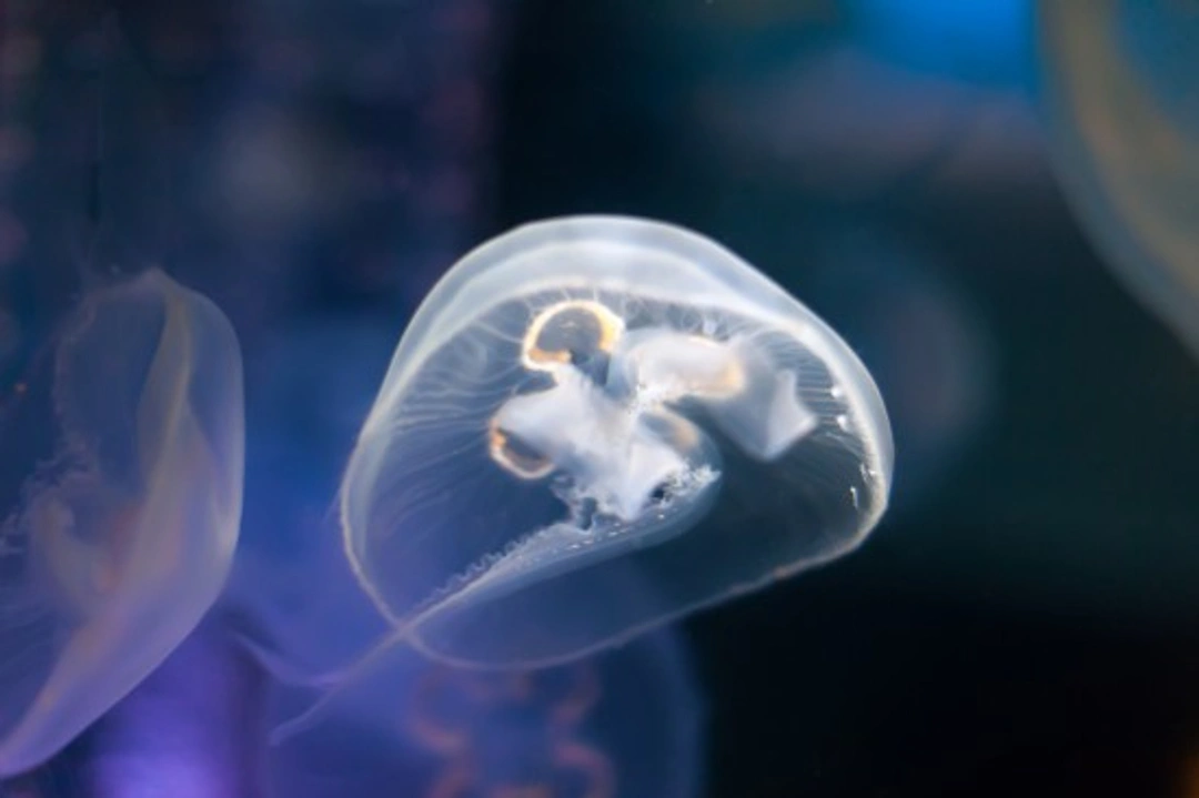 Can You Keep Jellyfish in Your Aquarium? Complete Guide