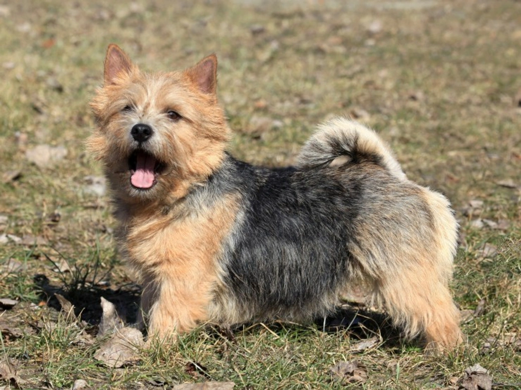 Understanding Canine Epileptoid Cramping Syndrome in Norwich Terriers