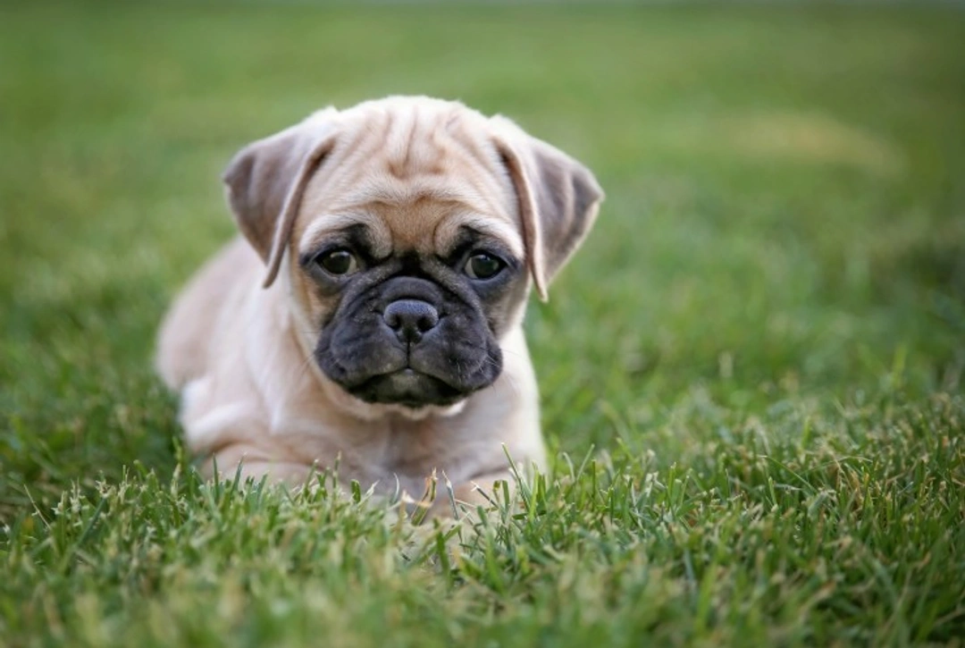 Is a Chug the Right Dog for You?