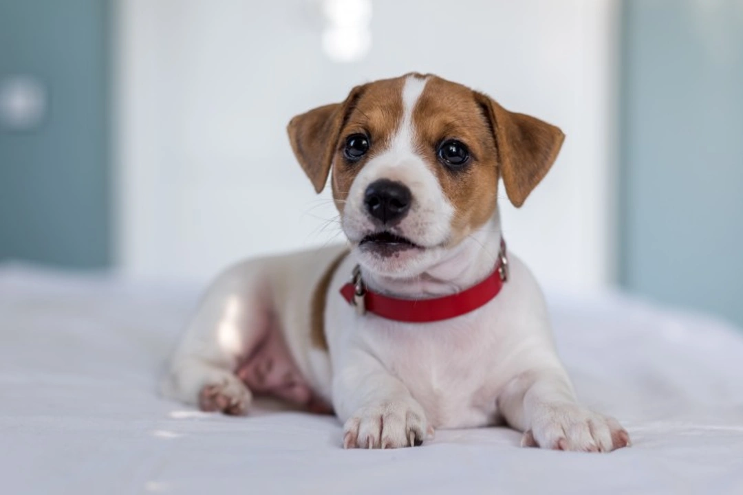 How to Exercise a Puppy Indoors Before Their First Walk