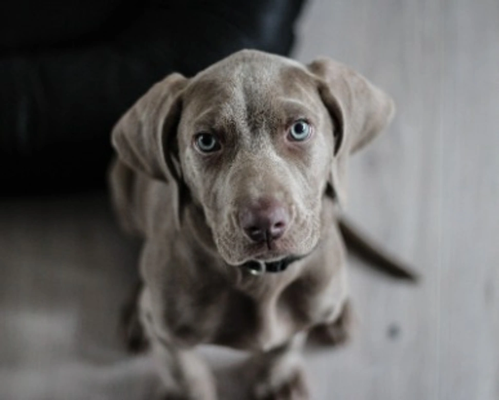 Come capire se un cane è maschio o femmina?