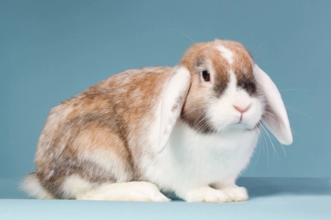8 Common Myths About Rabbits Debunked for Better Care
