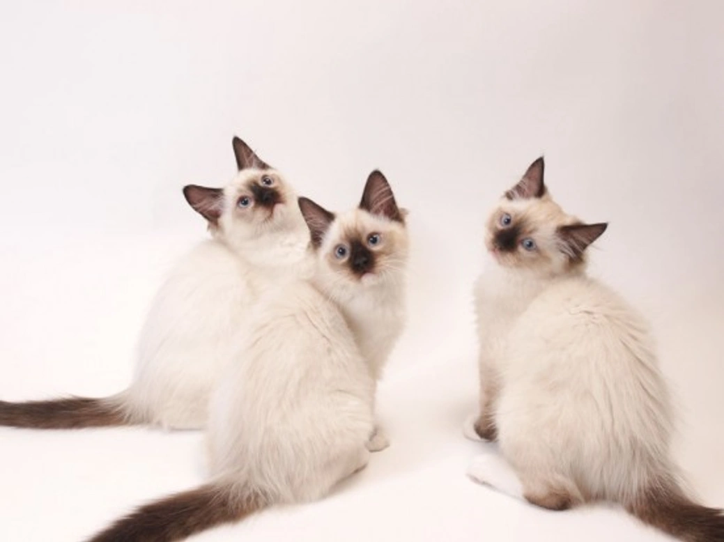 The Ragdoll Cat: Gentle Giant with a Dog-Like Personality