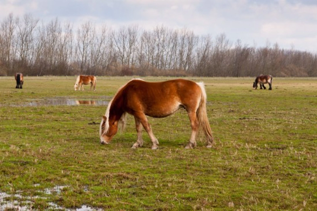 Winter Pasture Management: Protect and Preserve Your Fields