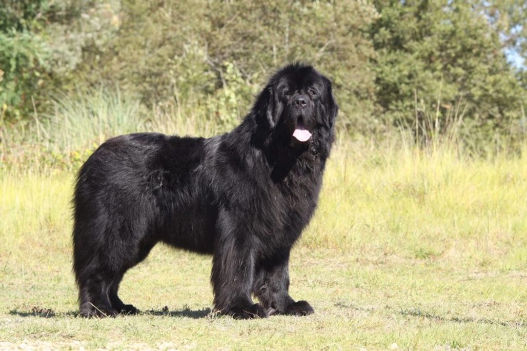 5 Large Dog Breeds That Look Like Bears