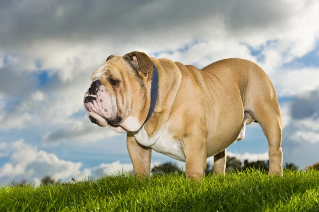 Bulldog Health Problems: Key Risks and Care Guide