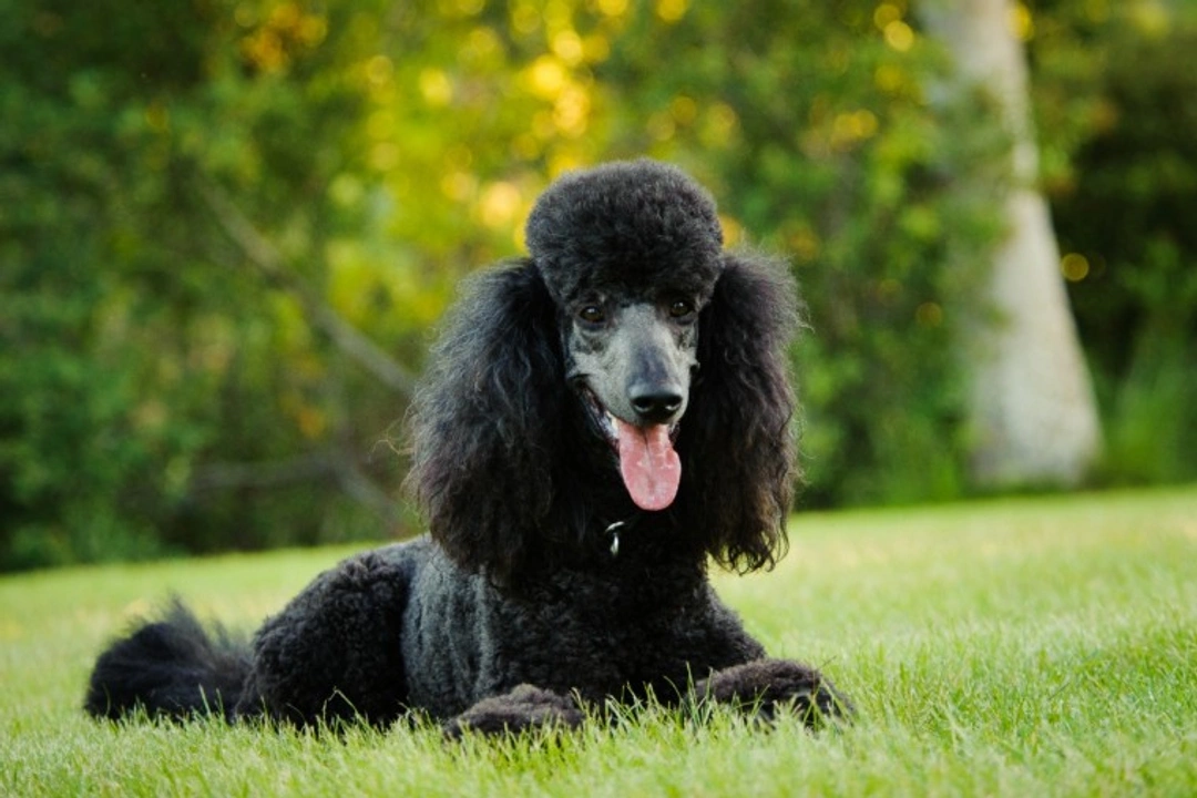 Top 5 Smartest Large Dog Breeds in the USA