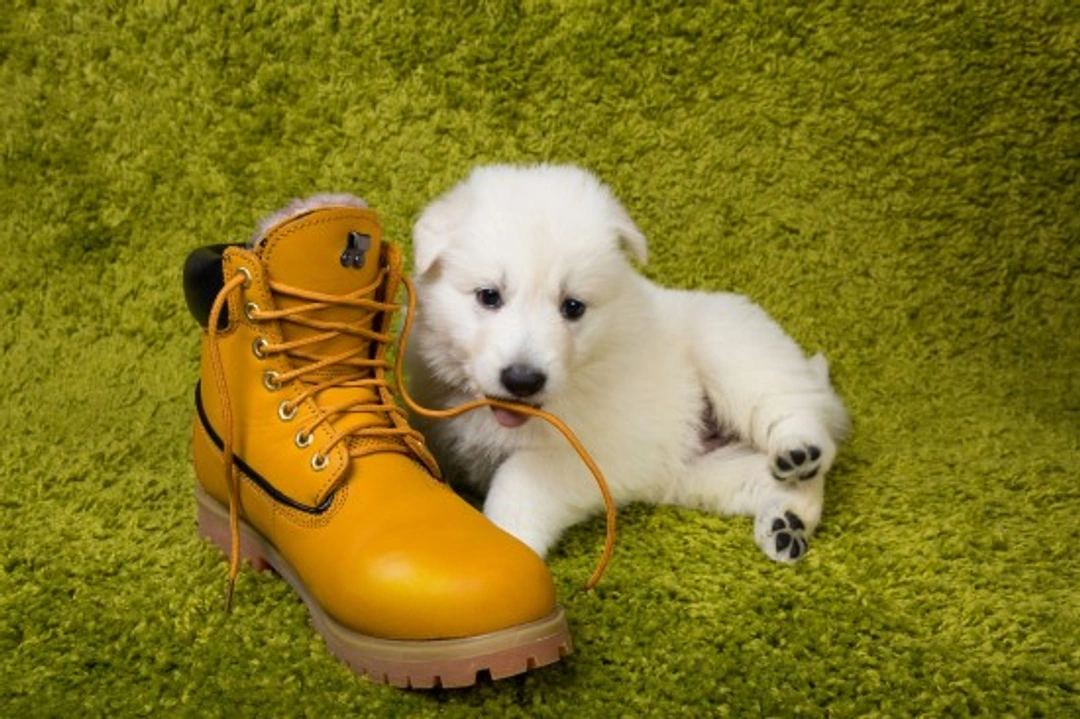 The Puppy Rules of Twelve: Essential Early Socialisation Guide