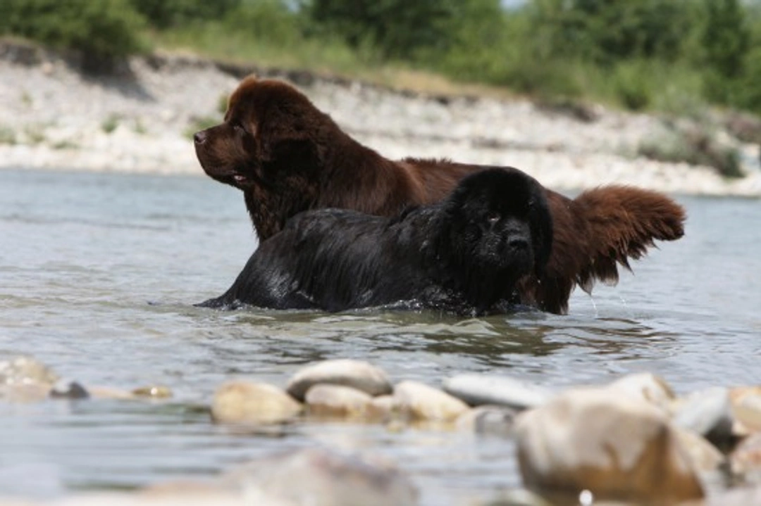 Top Dogs Made for Swimming: Best Swimming Dog Breeds in UK
