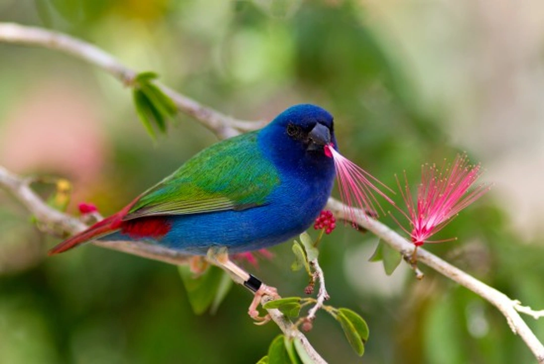 Parrotfinch Family Guide: Care, Species & Breeding Tips