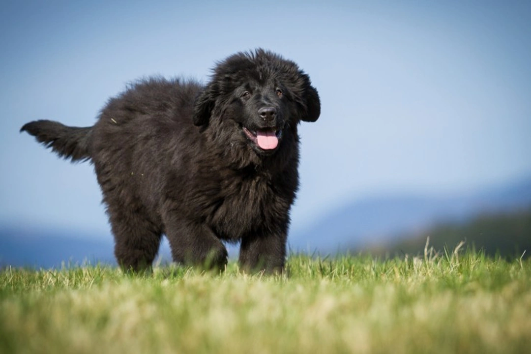 Top 5 Most Expensive Dog Breeds to Insure in 2025